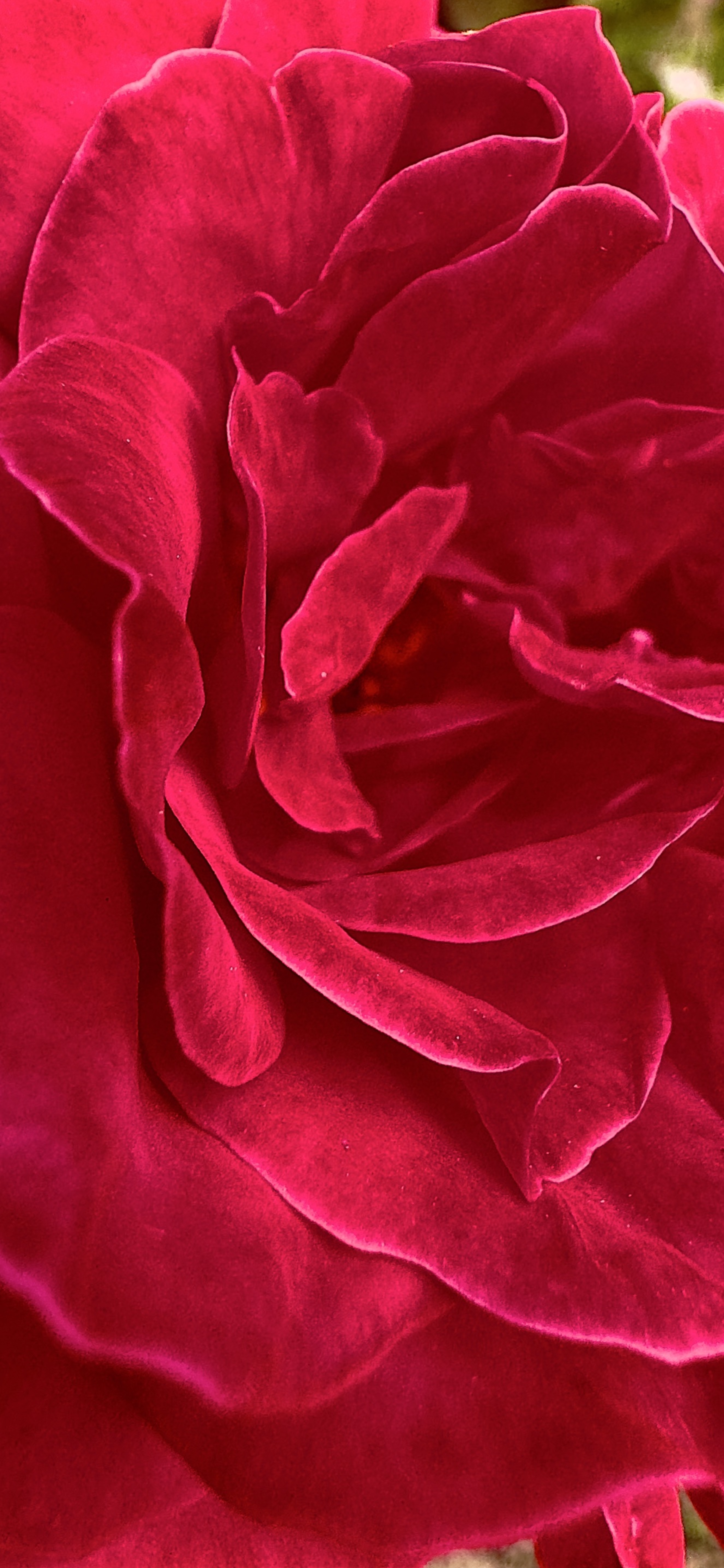 Rose Wallpaper Phone — Wallpaper (Phone) template