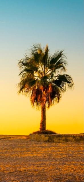Palm Wallpaper Phone — Wallpaper (Phone) template