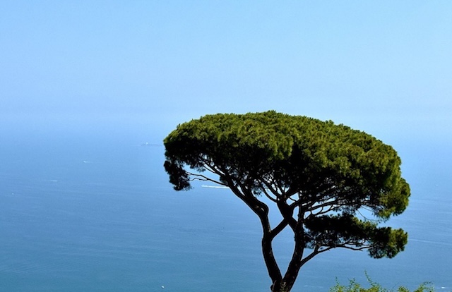 Amalfi Tree Wallpaper Desktop — Wallpaper (Desktop) template