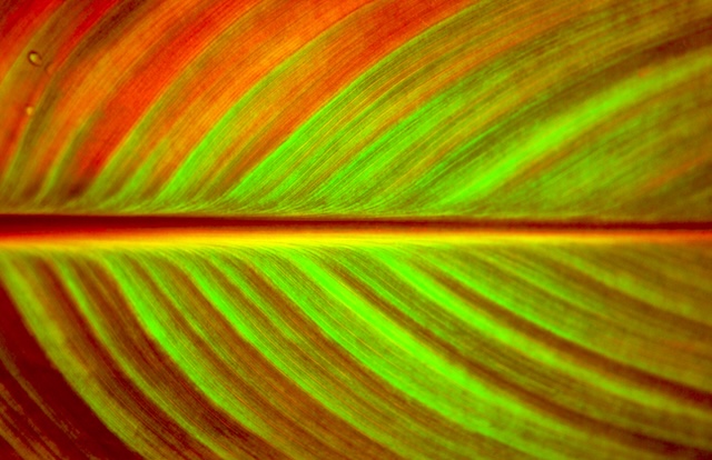 Plant Wallpaper Desktop — Wallpaper (Desktop) template