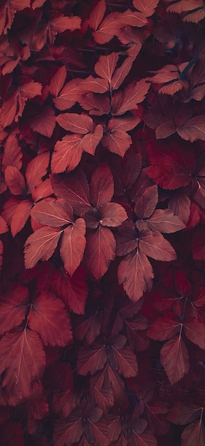 Autumn Wallpaper Phone — Wallpaper (Phone) template