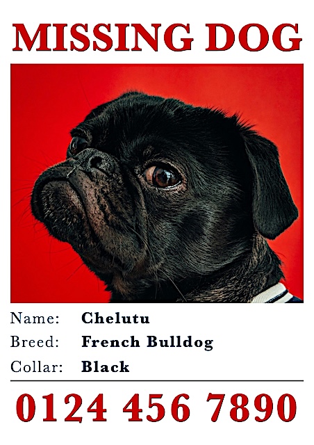 Missing Dog Poster Flyer — Poster template