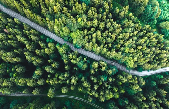Pine Forest Wallpaper Desktop — Wallpaper (Desktop) template