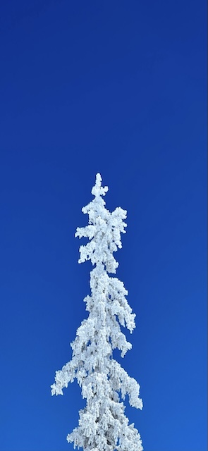 Snow Pine Wallpaper Phone — Wallpaper (Phone) template